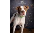 Adopt Hope a White - with Brown or Chocolate Pointer dog in Littleton