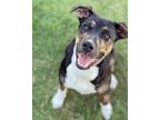 Adopt Bella a Black - with Tan, Yellow or Fawn American Pit Bull Terrier /