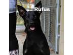 Adopt Rufus 221017 a Black Mixed Breed (Large) / Mixed dog in Escanaba