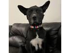 Adopt Honour a Black American Pit Bull Terrier / Mixed dog in Edmonton