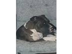Adopt Harley a Brindle Catahoula Leopard Dog / American Pit Bull Terrier dog in
