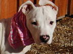 Adopt SUGAR a White - with Black American Pit Bull Terrier / Mixed dog in