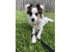 Adopt Diesel a Black - with White Papillon / Rat Terrier / Mixed dog in Toronto