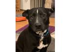 Adopt Chewbacca a Black - with White American Pit Bull Terrier / American