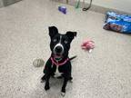 Adopt *SPRING ROLL a Black - with White Bull Terrier / Mixed dog in Brighton