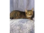 Adopt Lily a Brown or Chocolate Domestic Shorthair / Domestic Shorthair / Mixed