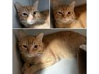 Adopt Macaroni a Orange or Red Domestic Shorthair / Domestic Shorthair / Mixed