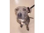 Adopt FERN a Gray/Blue/Silver/Salt & Pepper American Pit Bull Terrier / Mixed