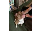 Adopt BIGGIE a Brown/Chocolate - with White American Pit Bull Terrier / Mixed