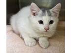 Adopt Nike a White Domestic Shorthair / Domestic Shorthair / Mixed cat in