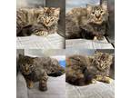 Adopt Oakley a Brown or Chocolate Domestic Longhair / Domestic Shorthair / Mixed