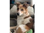 Adopt Rocky a White - with Tan, Yellow or Fawn Australian Cattle Dog / Mixed dog