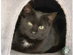 Adopt One Eye a All Black Domestic Shorthair / Domestic Shorthair / Mixed cat in