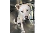 Adopt Chauncy a White Labrador Retriever / Great Pyrenees / Mixed dog in Fort