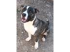 Adopt Dagwood a Brindle - with White Boxer / Mixed Breed (Large) / Mixed dog in