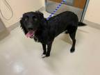 Adopt LOKI a Black - with White Border Collie / Mixed dog in Fremont