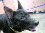 Adopt *MAYA a Black Australian Cattle Dog / Mixed dog in Sacramento
