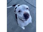 Adopt Bella a White American Pit Bull Terrier / Mixed dog in Beatrice