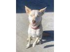 Adopt Mika a White Husky / Mixed dog in Beatrice, NE (35699557)