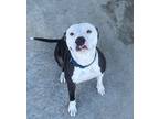 Adopt Wilma a Black American Pit Bull Terrier / Mixed dog in Beatrice