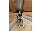 Adopt Phoebe a Brown/Chocolate - with White German Shorthaired Pointer / Mixed