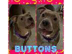 Adopt BUTTONS a Brown/Chocolate Bull Terrier / Mixed dog in Akron, OH (37094695)