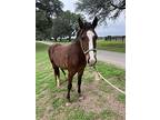 Zodiac, Quarterhorse For Adoption In Houston, Texas