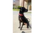 Adopt Xeana a Black - with White Boxer / American Hairless Terrier dog in La