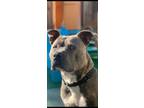 Adopt Tyson a Gray/Silver/Salt & Pepper - with White Bull Terrier / Mixed dog in