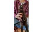 Adopt Peaches a Black (Mostly) Domestic Shorthair / Mixed (short coat) cat in