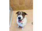 Adopt Bella a Akita / Mixed dog in Lincoln, NE (37093781)