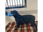 Rottweiler Puppy for sale in Stover, MO, USA