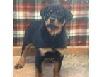 Rottweiler Puppy for sale in Stover, MO, USA