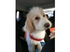 Adopt Cyan-Standard Pyredoodle (Standard Poodle/Great Pyrenees) a Standard
