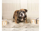 Bulldog PUPPY FOR SALE ADN-540229 - Adorable English Bulldog Pups for sale