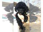 Poodle (Toy) PUPPY FOR SALE ADN-539747 - Female CKC TOY