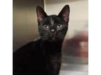 Adopt Anne Bonny a All Black Domestic Shorthair / Mixed cat in Sedalia