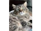 Adopt Lincoln a Domestic Longhair / Mixed (short coat) cat in Brainardsville