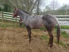 Reduced! Outstanding Appaloosa bloodlines