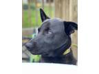 Adopt Rocky a Black German Shepherd Dog / Labrador Retriever / Mixed dog in