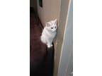 Adopt Lilly a White (Mostly) American Wirehair / Mixed (long coat) cat in