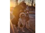 Adopt Wilson a White Saluki / Canaan Dog dog in Toronto, ON (37112417)