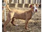 Adopt Grace Ann Elizabeth a American Pit Bull Terrier / Mixed dog in El Dorado