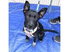 Adopt LUNA a Black Border Collie / Terrier (Unknown Type
