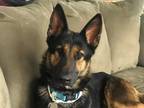 Adopt Lady a Black - with Tan, Yellow or Fawn German Shepherd Dog dog in Castle