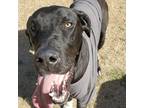 Adopt Neuman a Black Great Dane / Mixed dog in Vail, AZ (37110275)