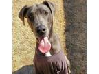 Adopt Belami a Gray/Blue/Silver/Salt & Pepper Great Dane / Mixed dog in Vail