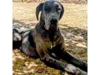 Adopt Sargent a Great Dane / Mixed dog in Vail, AZ (37110273)
