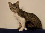 Adopt PJ a Domestic Shorthair / Mixed (short coat) cat in Comanche