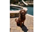 Adopt Ziggy a Labrador Retriever / Poodle (Standard) / Mixed dog in Waxhaw
